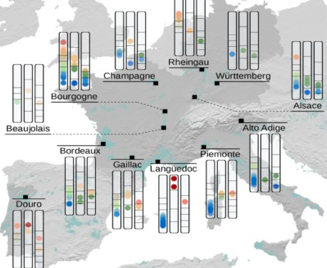 Highly dynamic metabolic response of grapevine to water deficits reveals an adaptability to a wide range of climatic conditions